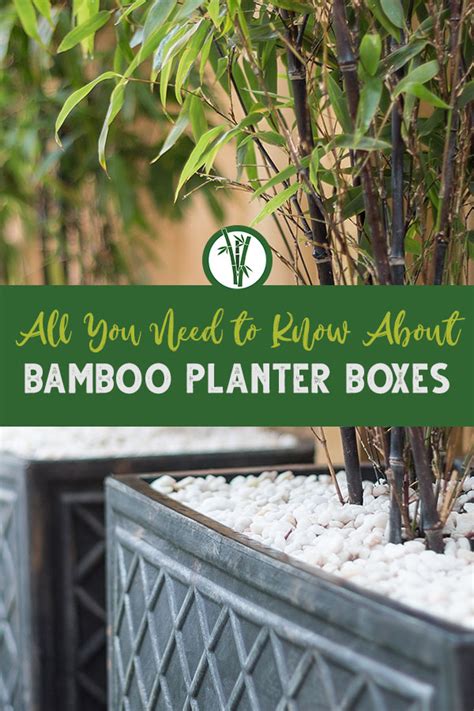 All You Need To Know About Bamboo Planter Boxes