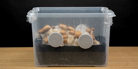 How To Build Your Own Monotub And Grow Mushrooms In Bulk Zamnesia