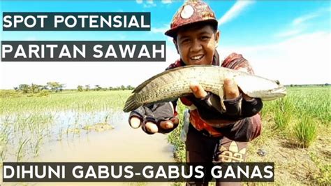 Mancing Ikan Gabus Di Rawa Terbaru Casting Gabus Pakai Umpan