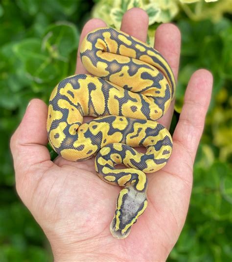 Pastel Enchi Ghost Pos Od Ball Python By Reptile Genetic Services Llc Morphmarket