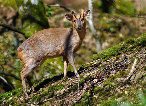 Reeves Muntjac Deer Wildlife Online