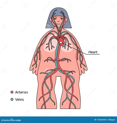 Circulatory System Diagram For Kids