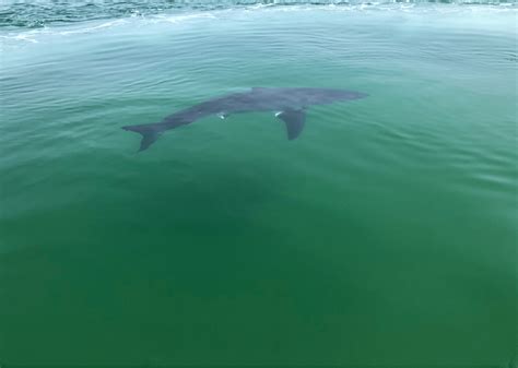 Cape Cod Sharks Over 180 Great White Sightings Already This Summer