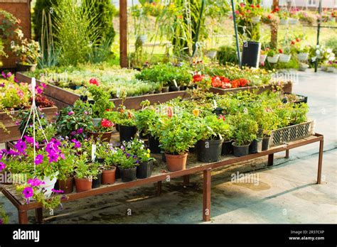 Flowers In Green House Stock Photo Alamy