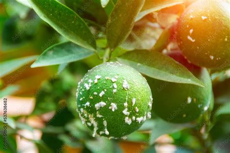 Citrus Mealybug Planococcus Citri Hemiptera Pseudococcidae Is The