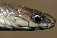 Rough Earth Snake Virginia Striatula