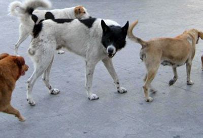 Catanzaro Randagismo Catturati Tre Cani Di Grossa Taglia E Nove