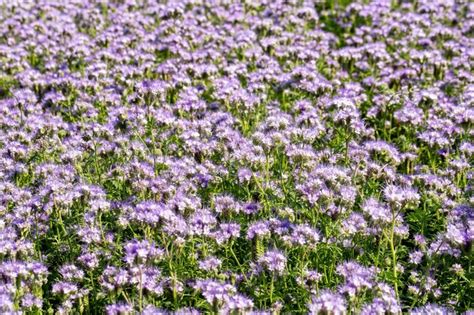 Premium Photo Lacy Phacelia Blue Tansy Or Purple Tansy Phacelia