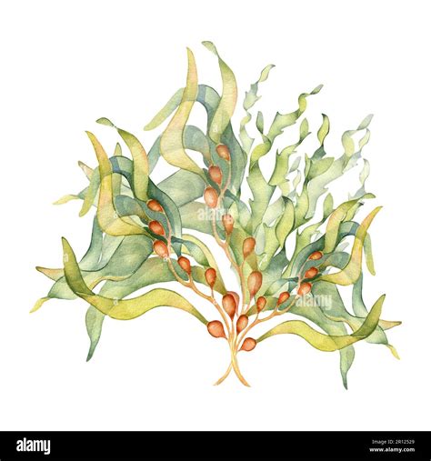 Green Sea Plant Watercolor Illustration Isolated On White Background