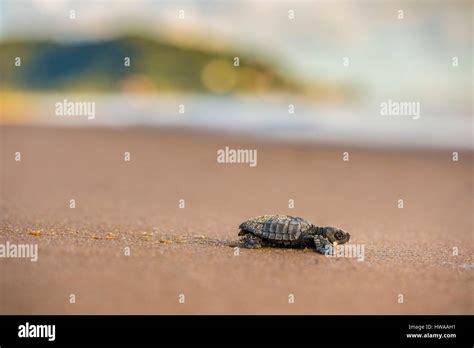 France Guiana Cayenne Remire Montjoly Beach Olive Ridley Juvenile