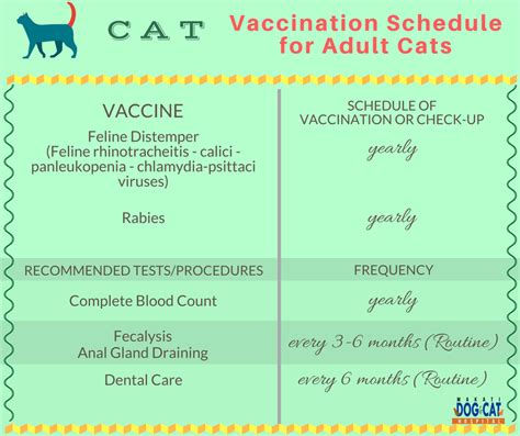 Cat Vaccination Schedule: When Is The Right Time To Give The Vaccine ...