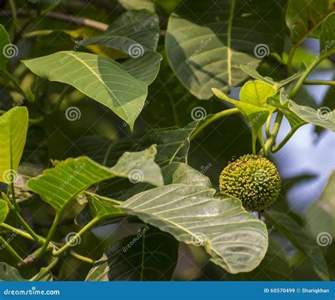 Neolamarckia Cadamba Tree And Flower Stock Image - Image: 60570499