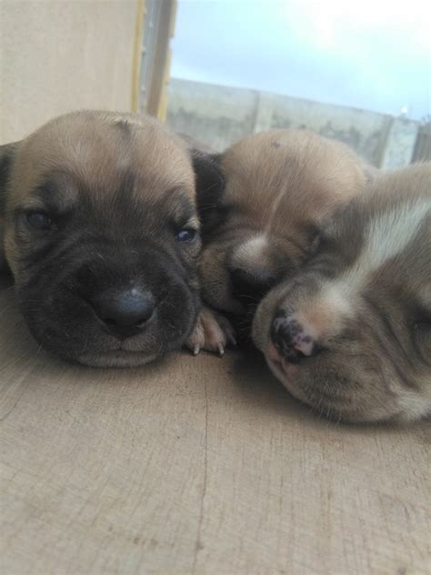 Pitbull Boerboel Mix Puppies - Pets - Nigeria