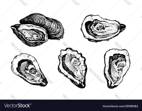 Oysters Hand Drawn Images Royalty Free Vector Image