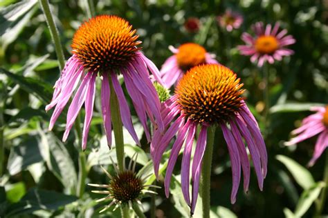 When To Plant Purple Coneflower Seeds Storables