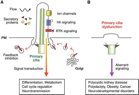 Primary Cilia As Signaling Hubs In Health And Disease Nishimura 2019 Advanced Science