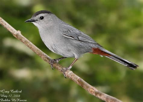 Catbird - Alchetron, The Free Social Encyclopedia