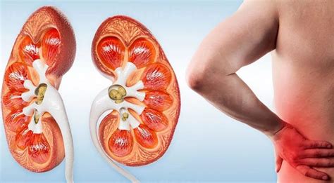 Rare Kidney Diseases Treatment Market Forecasted to Hit USD 4.6