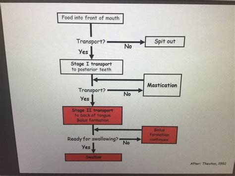 Lecture 24- Swallowing Flashcards | Quizlet