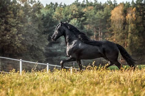 160 Black Friesian Horse Names - HorseNameIdeas.com