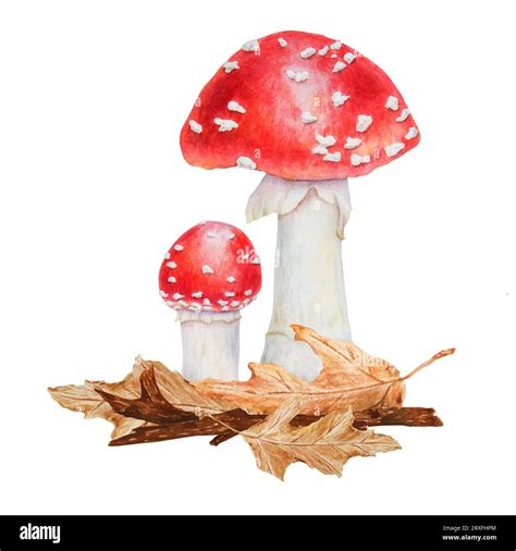 Red Fly Agaric Dried Leaves Branch Linden Seeds Watercolor Hand