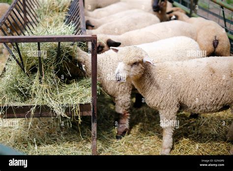 Feeding sheep hay hi-res stock photography and images - Alamy