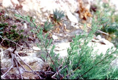 Eokochia Saxicola Guss Freitag G Kadereit Portale Della Flora D