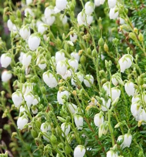 Daboécia Daboecia cantabrica alberta white Lumigreen sk