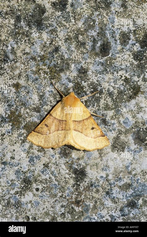 Scalloped Oak Moth Crocallis Elinguaria Essex UK IN000281 Stock Photo