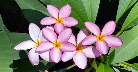 Growing Plumerias In North Florida