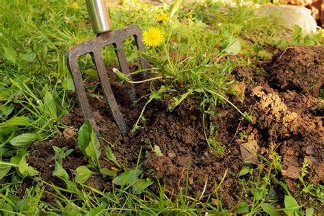 How To Remove Dandelions From Your Yard