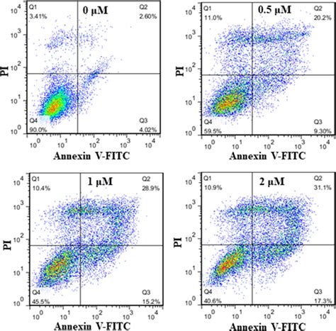 Annexin V Fitcpi Staining Assay Of Apoptotic Mcf 7 Cells After 72 H