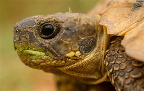 Tortue De Terre Conseils Nourriture Prix Alimentation Achat