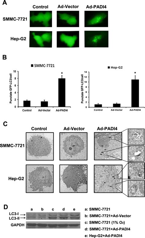 Padi Induced Autophagy In Hepatocellular Carcinoma Cells A