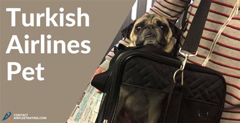 Turkish Airlines Pet Policy Airfleetrating