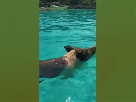 Остров свиней Карибского моря. Багамы. Pig Island Bahama. - YouTube