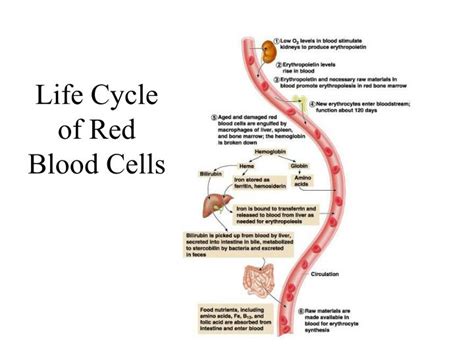 Red Blood Cell Life Cycle