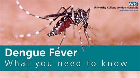 Dengue Fever Understanding The Symptoms Prevention And Effective Treatment Methods Youtube