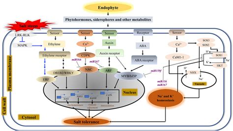 Molecular Mechanisms Regulating Endophyte Mediated Rice Responses To