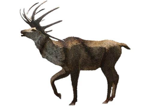 Wwb Megaloceros Render By Chrisufray On Deviantart