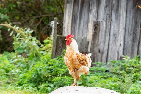 Lindo Gallo Cantando En La Granja Foto Premium