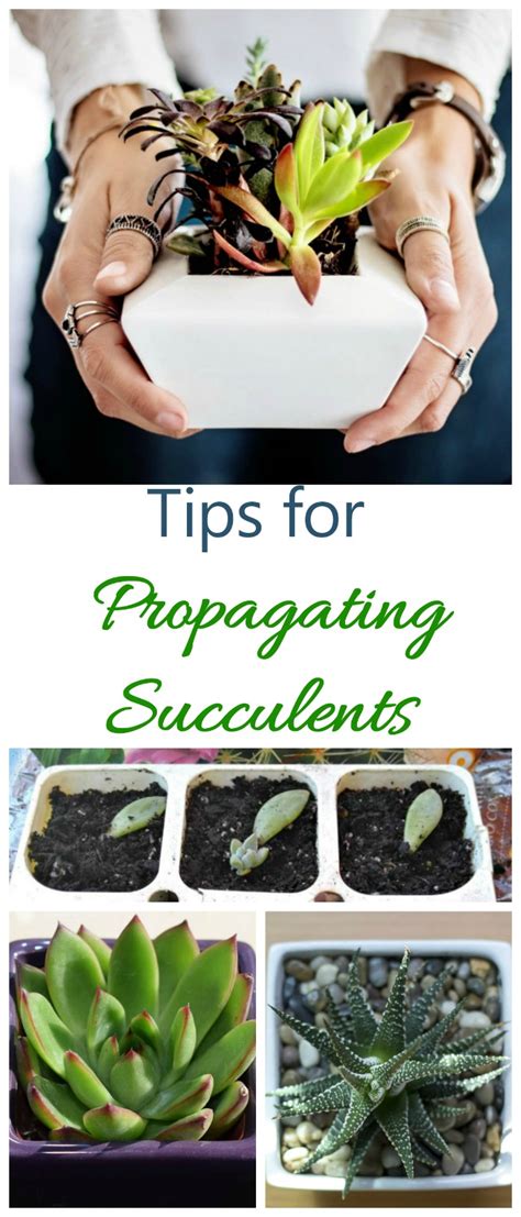 Propagating Succulents How To Tutorial The Gardening Cook