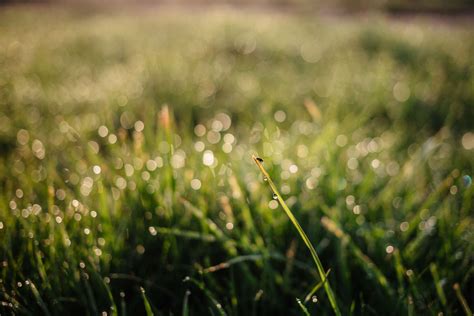 Blur Close Up Environment Field Grass Green Growth Hayfield