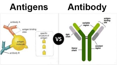 Antigen vs Antibody- Definition and 12 Major Differences