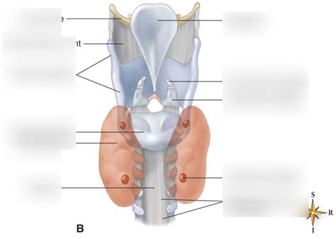 Laryngeal Cartilage Back View Diagram Quizlet