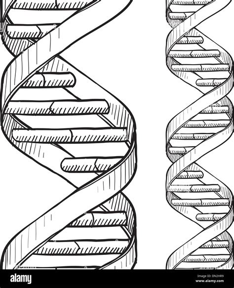 Seamless Dna Double Helix Sketch Stock Vector Image And Art Alamy