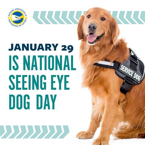 Seeing Eye Dogs Are Specially Trained To Be Their Owners Eyes