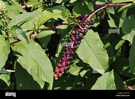 Leaves And Ripe Berries Of American Pokeweed Phytolacca Americana