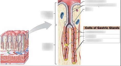 Gastric Pits Diagram Quizlet