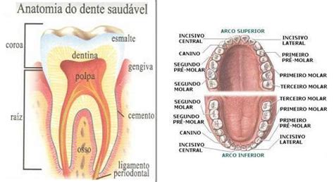 Odonto Plus Do que são Feitos os Dentes